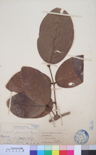Specimen thumbnail